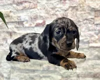 Rosie [DNA Proof], a female Miniature Dachshund for sale in Solon, OH – Photo 1 of 7