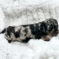 Rosie [DNA Proof], a female Miniature Dachshund for sale in Solon, OH – Photo 5 of 7