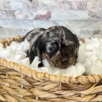 Rosie [DNA Proof], a female Miniature Dachshund for sale in Solon, OH – Photo 3 of 7