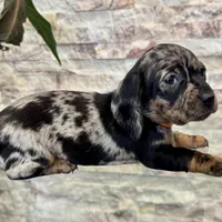 Rosie [DNA Proof], a female Miniature Dachshund for sale in Solon, OH – Photo 2 of 7