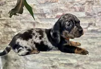 Rosie [DNA Proof], a female Miniature Dachshund for sale in Solon, OH – Photo 2 of 7