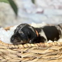 Rosie [DNA Proof], a female Miniature Dachshund for sale in Solon, OH – Photo 4 of 7