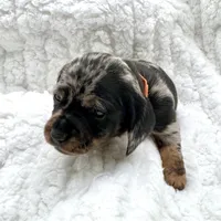 Rosie [DNA Proof], a female Miniature Dachshund for sale in Solon, OH – Photo 6 of 7