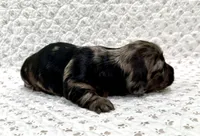 Jax, a male Miniature Dachshund for sale in Solon, OH – 2 of 5