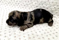 Jax, a male Miniature Dachshund for sale in Solon, OH – 3 of 5