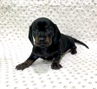 Minnie, a female Miniature Dachshund for sale in Solon, OH – 3 of 8