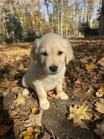 Purple, a female Golden Retriever and English Cream Golden Retriever for sale in Vanderbilt, MI – 2 of 3