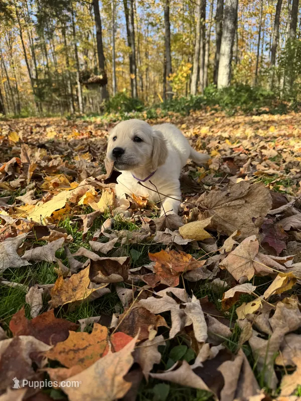 Purple – Golden Retriever, English Cream Golden Retriever puppy for sale in Vanderbilt, MI