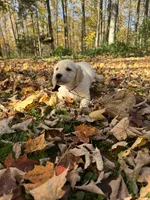 Purple, a female Golden Retriever and English Cream Golden Retriever for sale in Vanderbilt, MI – 1 of 3