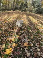 Purple, a female Golden Retriever and English Cream Golden Retriever for sale in Vanderbilt, MI – 3 of 3