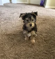 Toby, a male Yorkshire Terrier for sale in North Ogden, UT – Photo 1 of 2