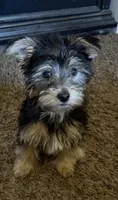 Toby, a male Yorkshire Terrier for sale in North Ogden, UT – Photo 2 of 2