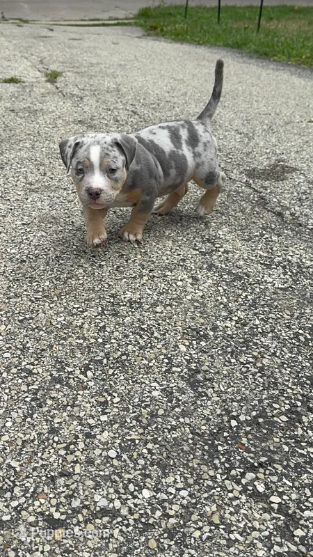Oreo – American Bully puppy for sale in Menomonee Falls, WI