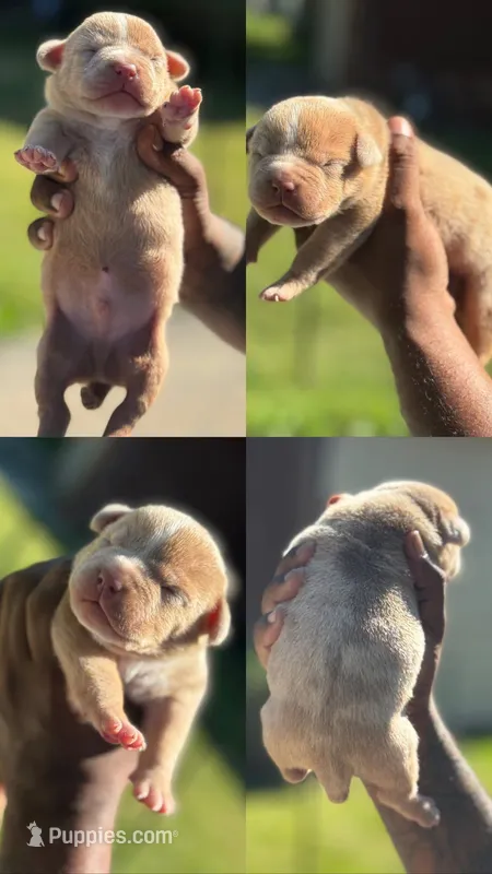 Casper – American Bully puppy for sale in Menomonee Falls, WI
