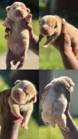 Casper, a male American Bully for sale in Menomonee Falls, WI – 1 of 3