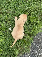 Latte, a male American Bully for sale in Menomonee Falls, WI – 5 of 8