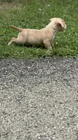 Latte, a male American Bully for sale in Menomonee Falls, WI – 4 of 8