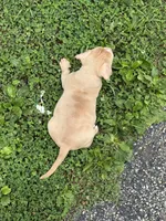 Latte, a male American Bully for sale in Menomonee Falls, WI – 6 of 8