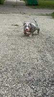 Oreo, a male American Bully for sale in Menomonee Falls, WI – 2 of 9