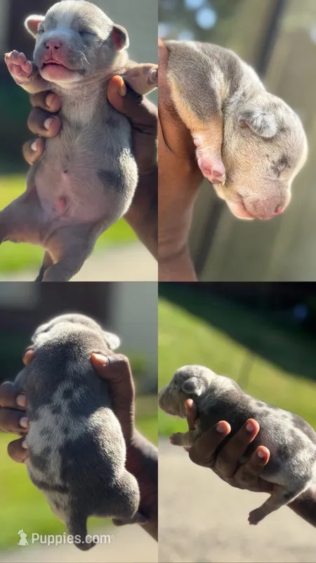 Oreo – American Bully puppy for sale in Menomonee Falls, WI