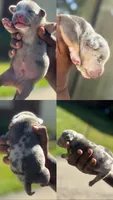 Oreo, a male American Bully for sale in Menomonee Falls, WI – 1 of 3