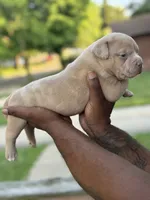 Latte, a male American Bully for sale in Menomonee Falls, WI – 2 of 2