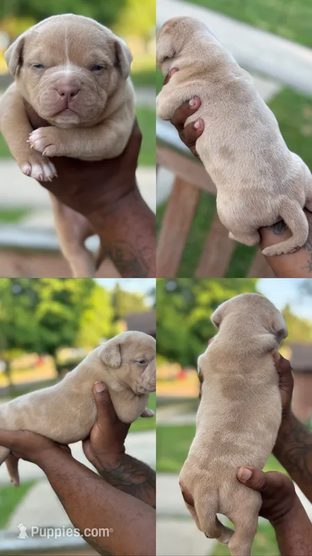 Latte – American Bully puppy for sale in Menomonee Falls, WI