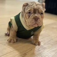 Kaido, a male American Bully for sale in Menomonee Falls, WI – 2 of 3