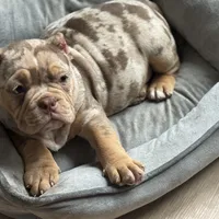 Kaido, a male American Bully for sale in Menomonee Falls, WI – 3 of 3