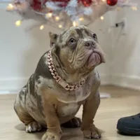 Kaido, a male American Bully for sale in Menomonee Falls, WI – 1 of 3