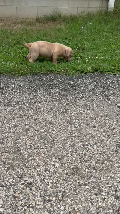 Latte, a male American Bully for sale in Menomonee Falls, WI – 8 of 8
