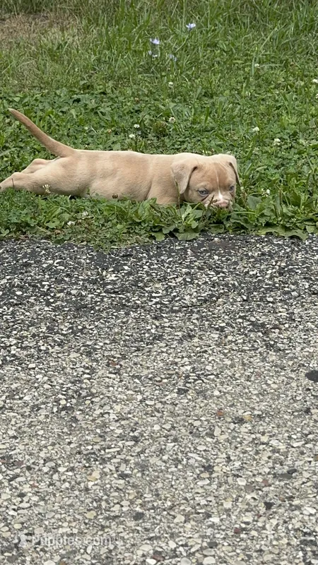 Latte – American Bully puppy for sale in Menomonee Falls, WI