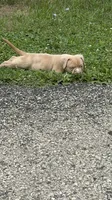 Latte, a male American Bully for sale in Menomonee Falls, WI – 1 of 8