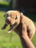 Casper, a male American Bully for sale in Menomonee Falls, WI – 3 of 3