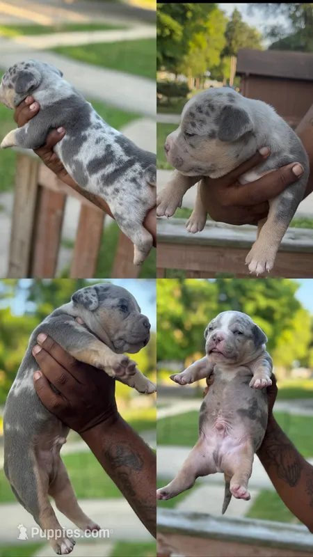 Oreo – American Bully puppy for sale in Menomonee Falls, WI