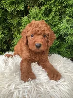 Victor   F1B, a male Cavapoo for sale in Sugarcreek, OH – 3 of 7