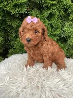 Carly   F1B, a female Cavapoo for sale in Sugarcreek, OH – 3 of 6