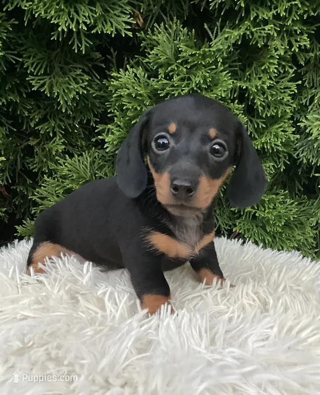 Violet   AKC – Miniature Dachshund puppy for sale in Sugarcreek, OH
