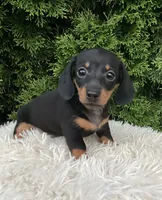 Violet   AKC, a female Miniature Dachshund for sale in Sugarcreek, OH – 1 of 4