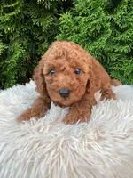 Axel   F1B, a male Cavapoo for sale in Sugarcreek, OH – 4 of 8