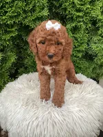 Dana   F1B, a female Cavapoo for sale in Sugarcreek, OH – 5 of 8