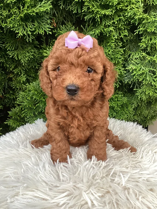 Carly   F1B – Cavapoo puppy for sale in Sugarcreek, OH