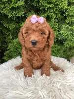 Carly   F1B, a female Cavapoo for sale in Sugarcreek, OH – 1 of 6
