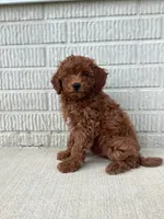 Scout   F1B, a male Cavapoo for sale in Sugarcreek, OH – 2 of 10