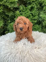 Axel   F1B, a male Cavapoo for sale in Sugarcreek, OH – 7 of 8