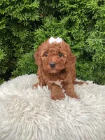 Dana   F1B, a female Cavapoo for sale in Sugarcreek, OH – 2 of 8