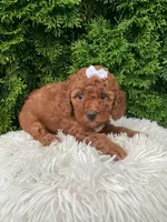 Dana   F1B, a female Cavapoo for sale in Sugarcreek, OH – 4 of 8