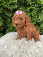 Carly   F1B, a female Cavapoo for sale in Sugarcreek, OH – 6 of 6