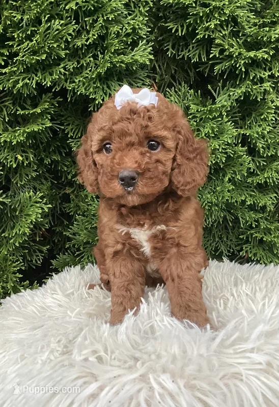 Dana   F1B – Cavapoo puppy for sale in Sugarcreek, OH