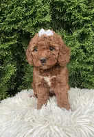 Dana   F1B, a female Cavapoo for sale in Sugarcreek, OH – 1 of 8